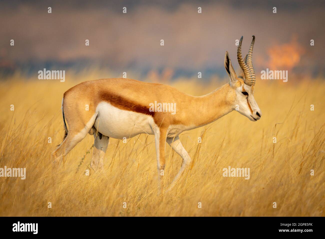 Springbok walking through grass with flames behind Stock Photo - Alamy