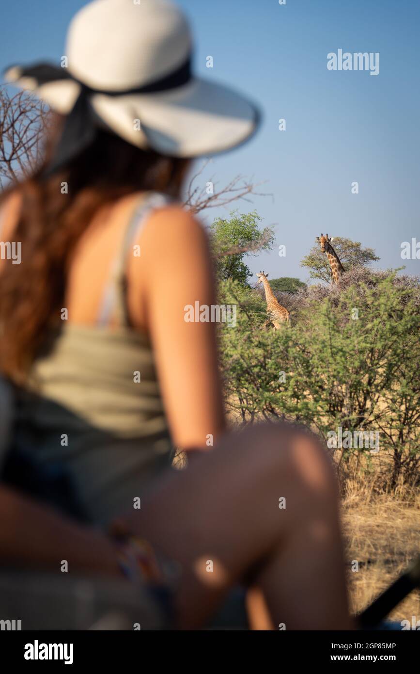Two giraffes in bushes watched by brunette Stock Photo