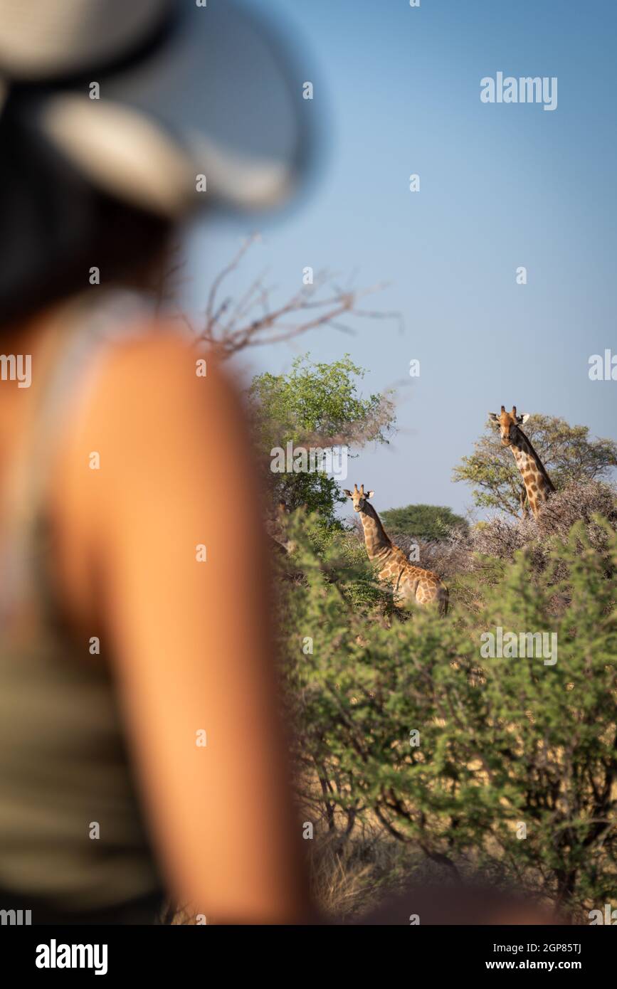 Two giraffes in trees watched by brunette Stock Photo