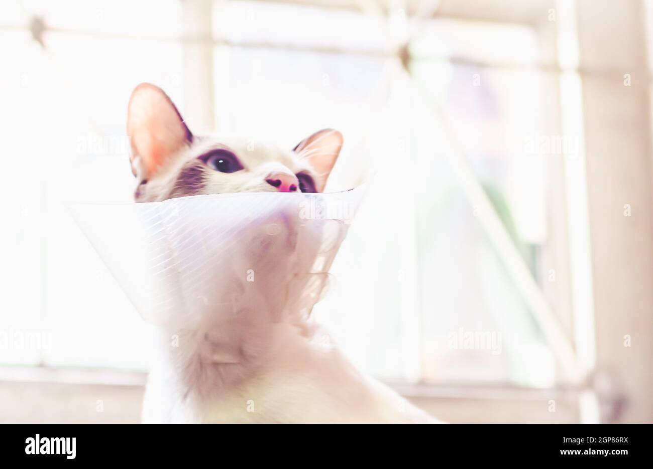 Picture of Cat with collar, cat after surgery, pain in cats, painful pets, Collar ...