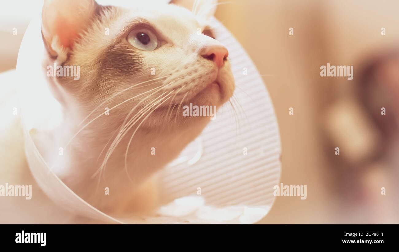 Collar for outlet cats after surgery