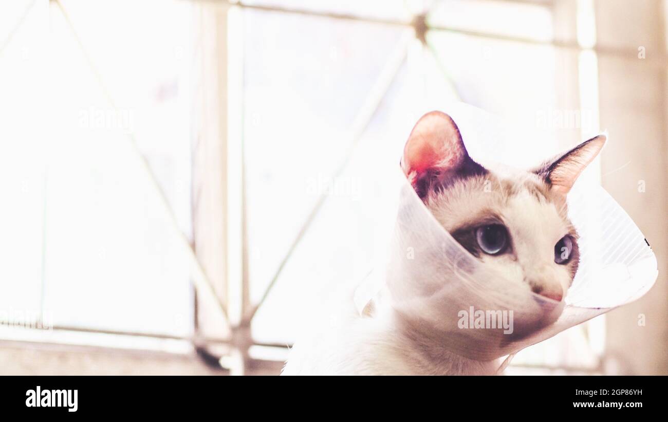 Cats Meowing Persisted After Citronella Collar photo