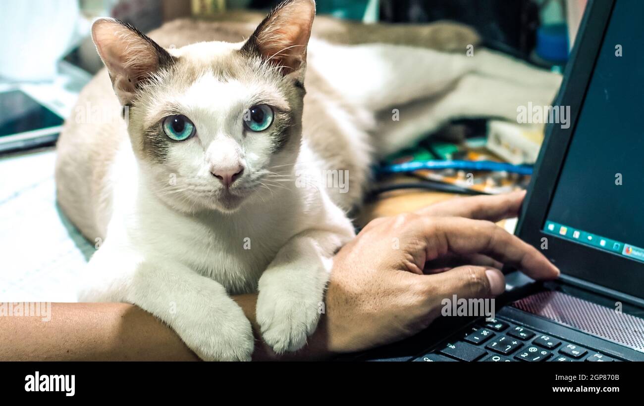 Cute cat dozing on man's hand. Furry pet cuddling up to it's owner and getting in the way of his work. Freelance job. Man is at the computer keyboard. Stock Photo