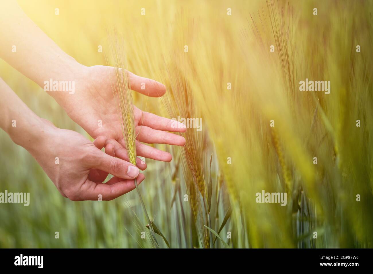 Farmer hand touching wheat fresh green wheat ears. Cornfield in the morning, sunshine. Stock Photo