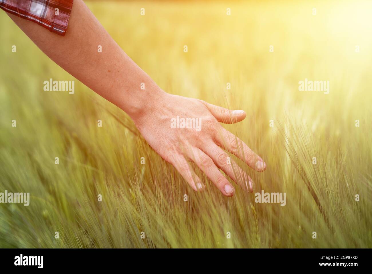 Farmer hand touching wheat fresh green wheat ears. Cornfield in the morning, sunshine. Stock Photo