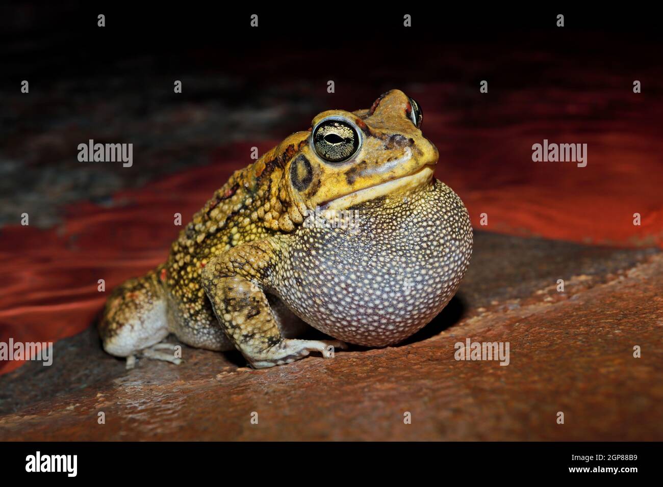 Male olive toad (Amietophrynus garmani) calling during the night, South Africa Stock Photo