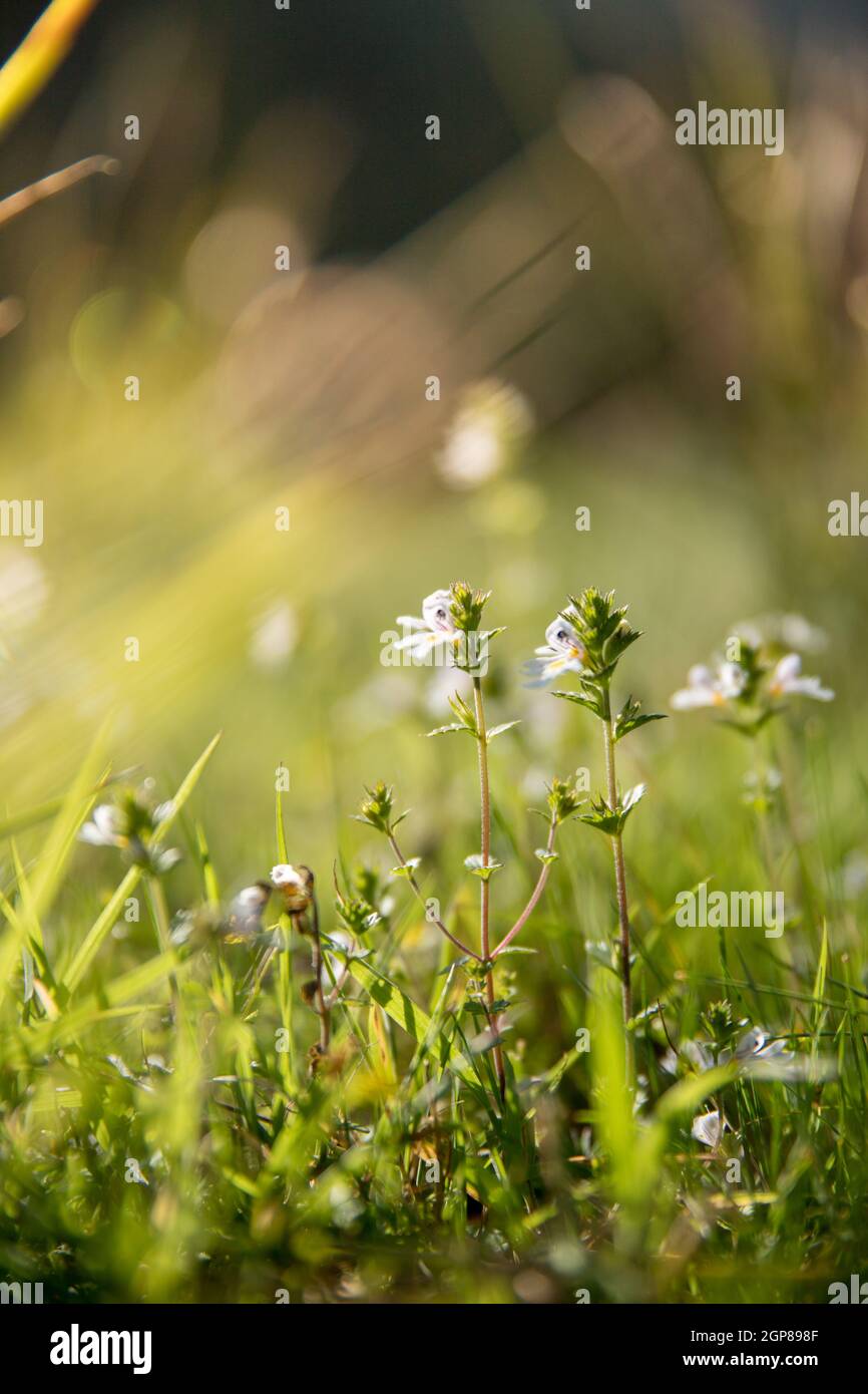 Colorful wildflowers in spring, close up picture Stock Photo - Alamy
