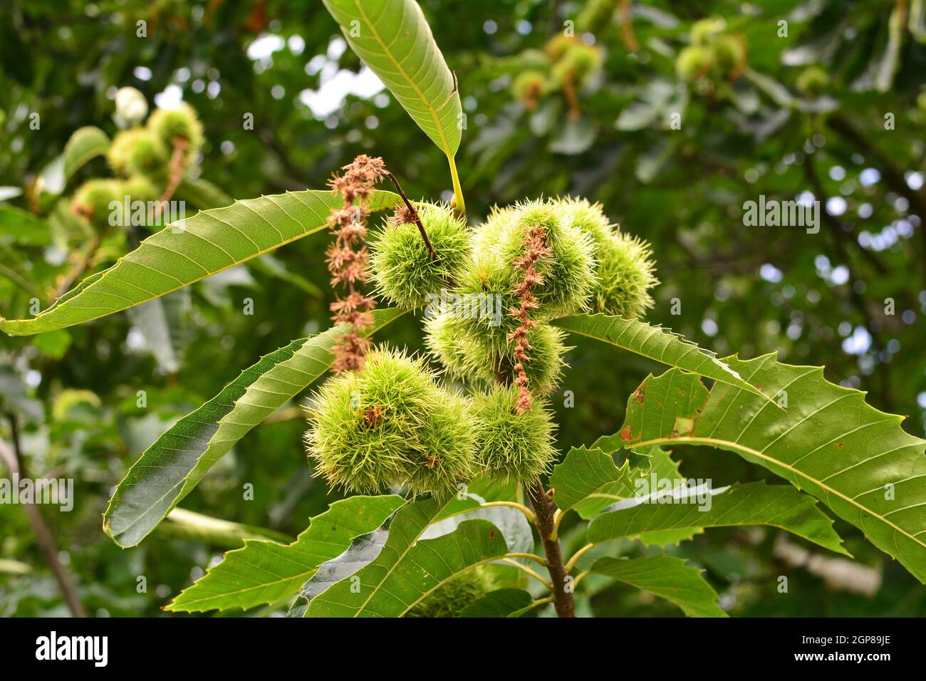 Horse chestnut tree and conkers Stock Photo Alamy