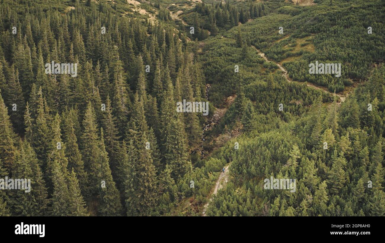 Aerial View On Green Pine Forest Stock Photo - Download Image Now - Forest,  Aerial View, Pine Tree - iStock