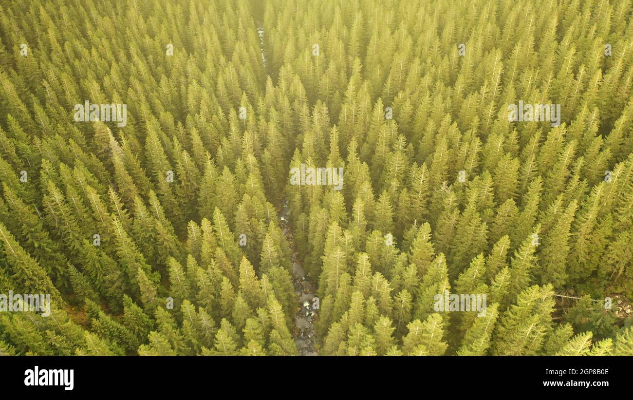 Green conifer forest at sun mountain river aerial top down. Nobody nature landscape at summer day. Pine trees woodland at mount ridges. Cinematic vacation to Carpathians ranges, Ukraine, Europe Stock Photo