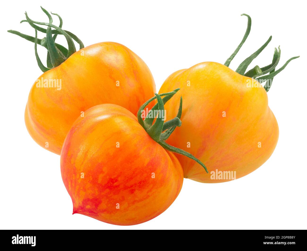 Kozula 137 heirloom tomatoes, bicolor (Solanum lycopersicum fruits