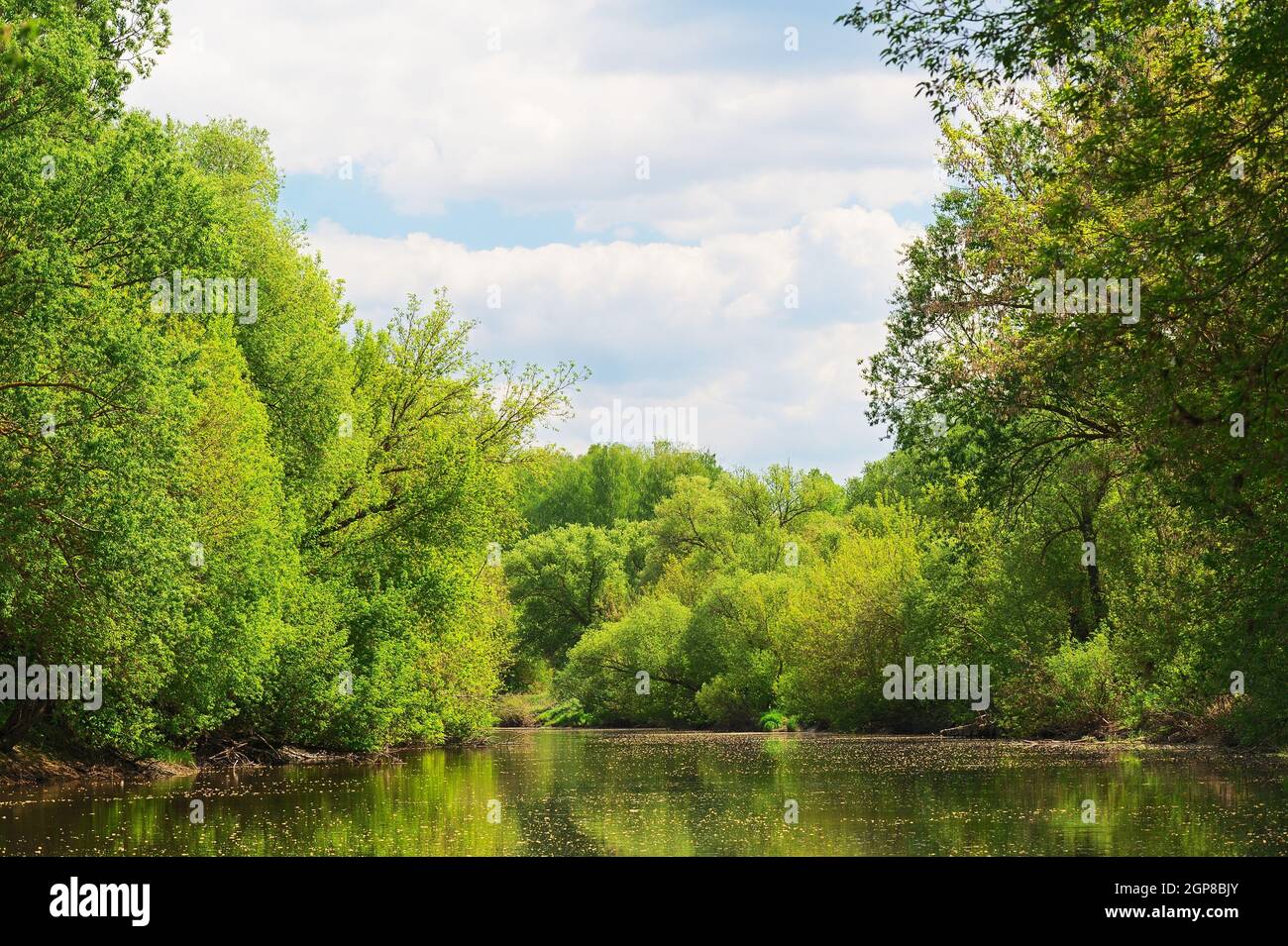 Small river with tall trees on banks and blue sky landscape horizontal ...