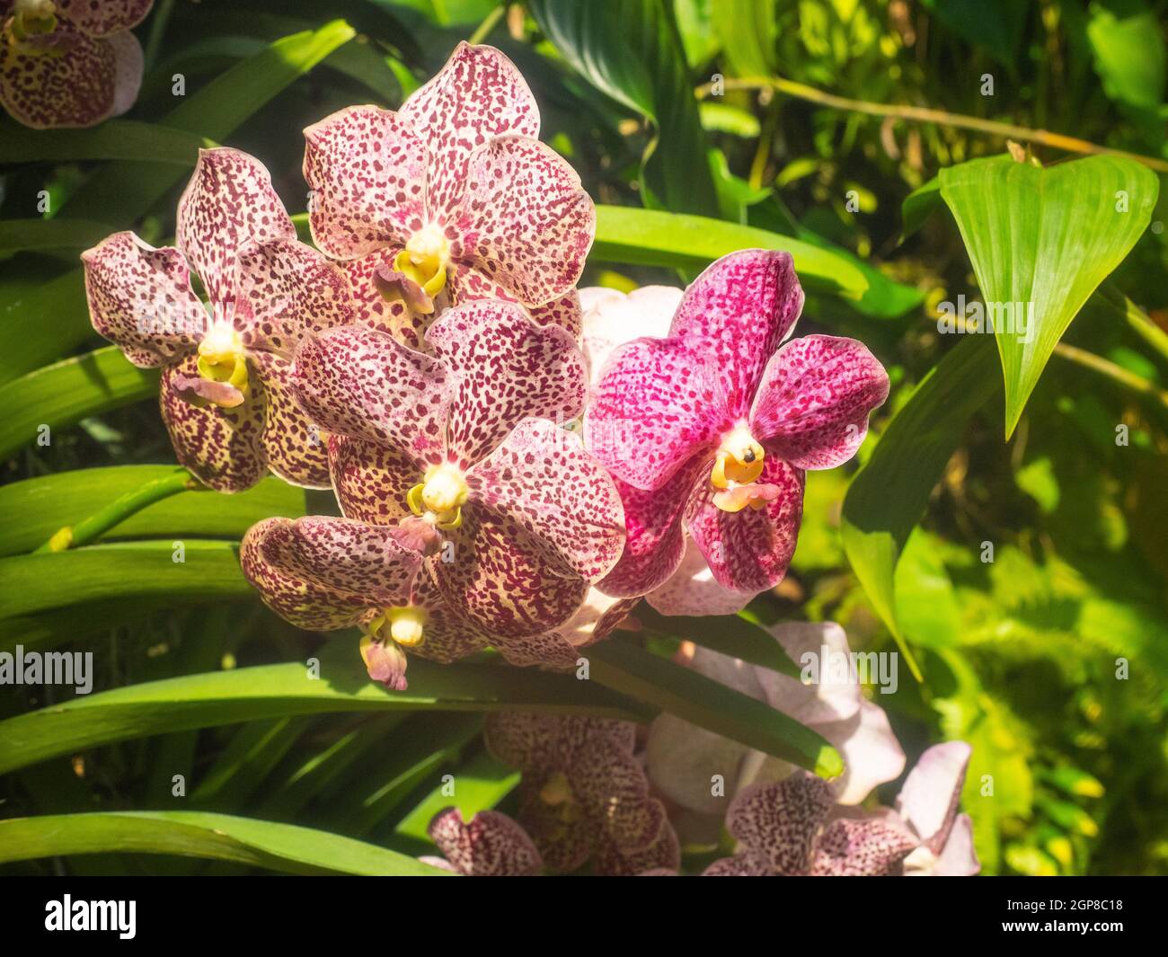 Phalaenopsis is a genus of approximately 60 species of orchids (family