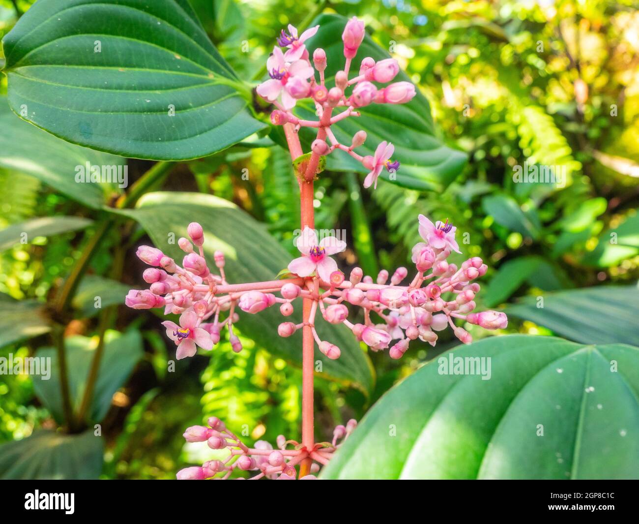 Chandelier tree (Medinilla cummingii), often spelled Medinilla cumingii, is a species of flowering plants in the family Melastomataceae, native to mos Stock Photo