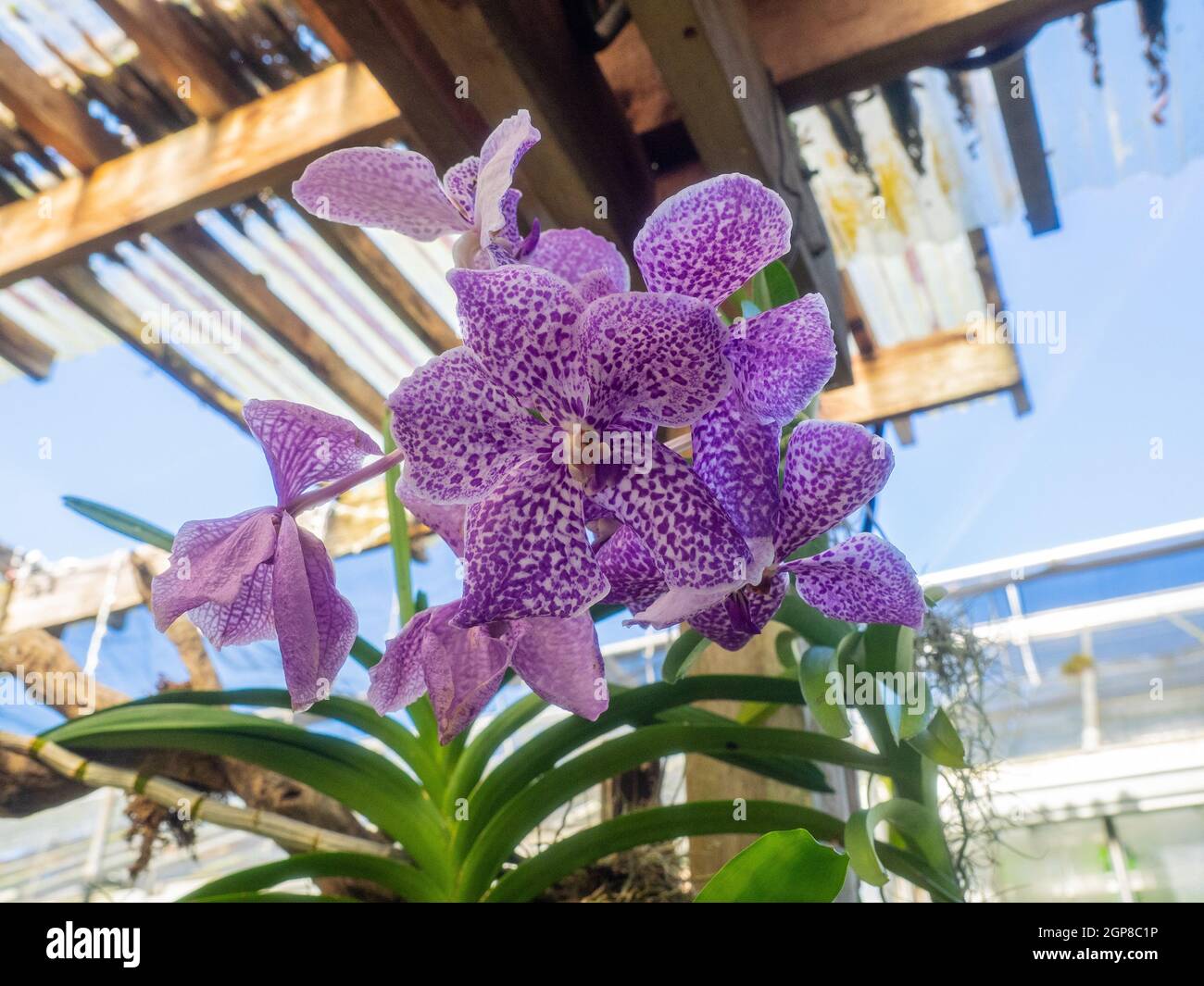 Phalaenopsis is a genus of approximately 60 species of orchids (family