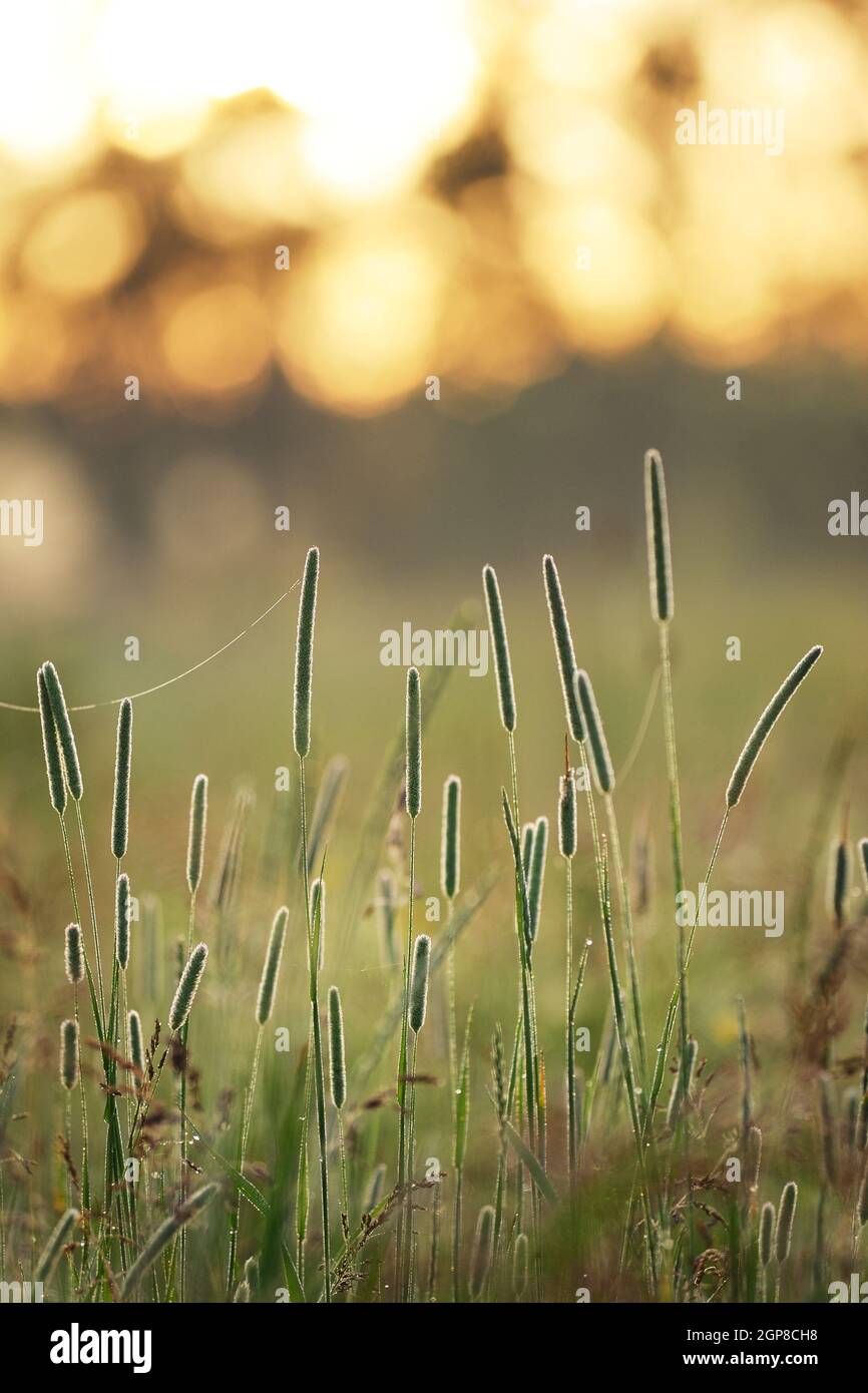 Phleum grass at sunrise vertical Stock Photo