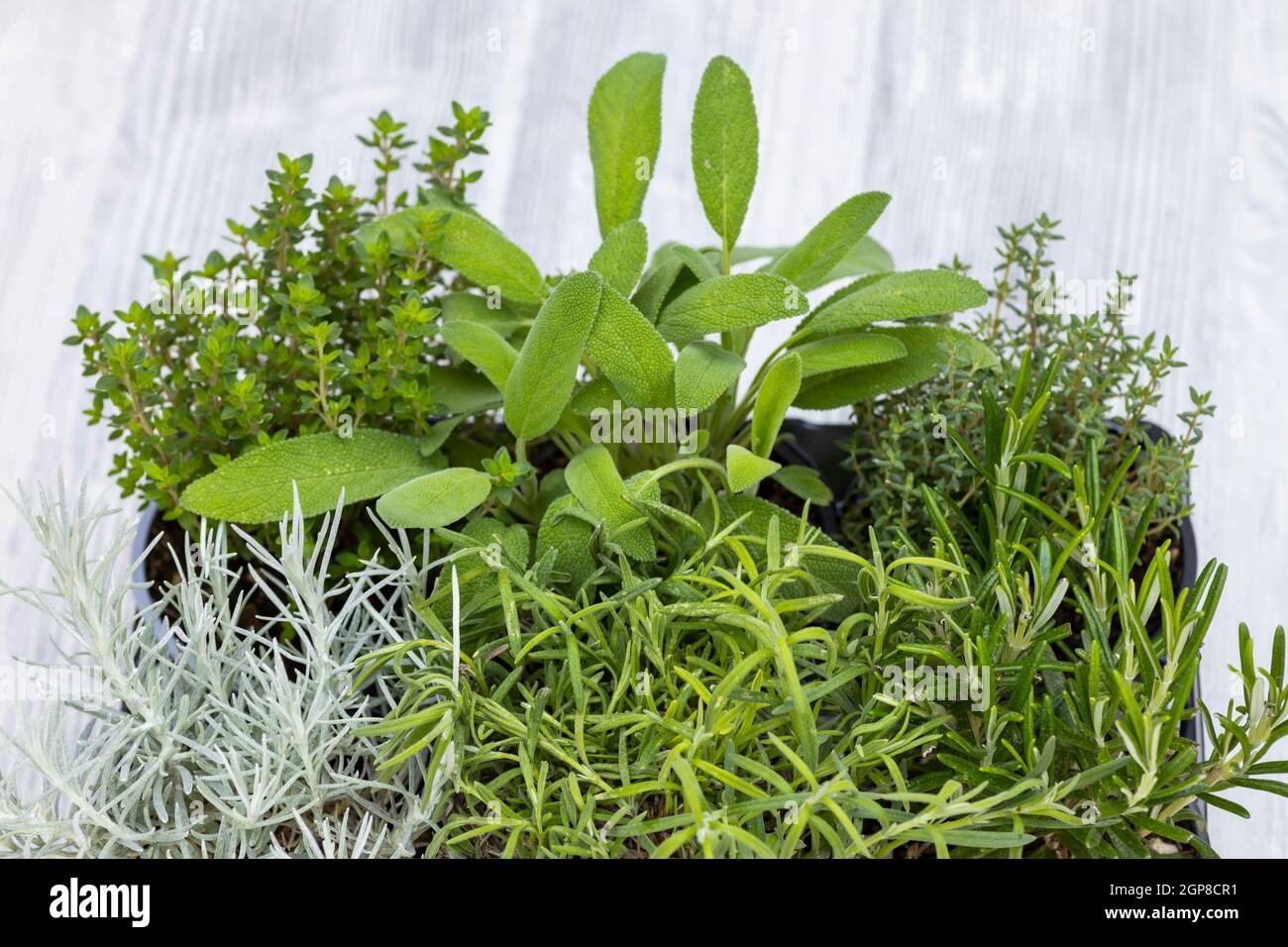 mix of herbs in a pot rosemary, thyme, sage, Italian smil and