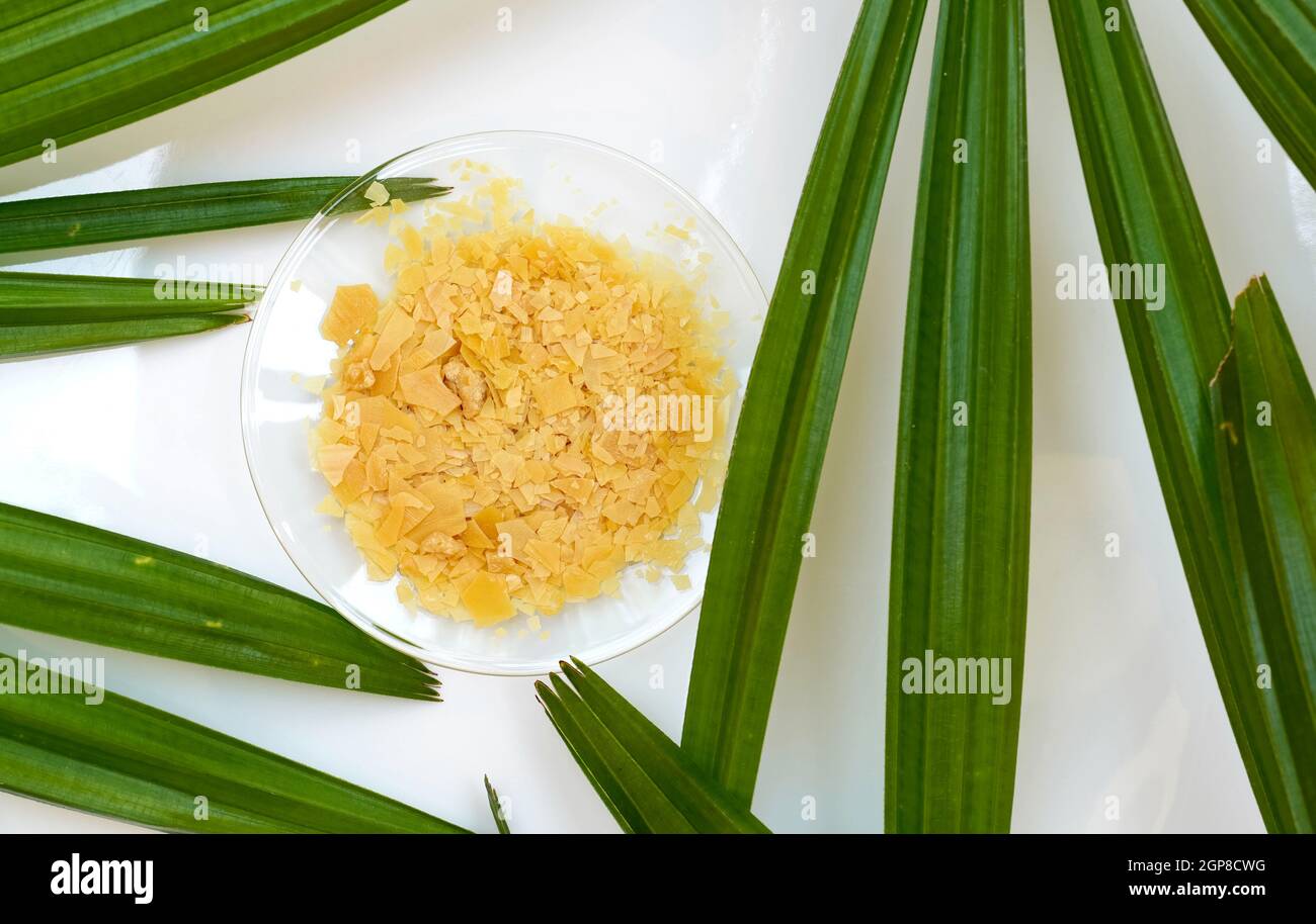 Organic Candelilla Wax in Chemical Watch Glass and broadleaf lady palm leaf  on wooden background. (Top View Stock Photo - Alamy