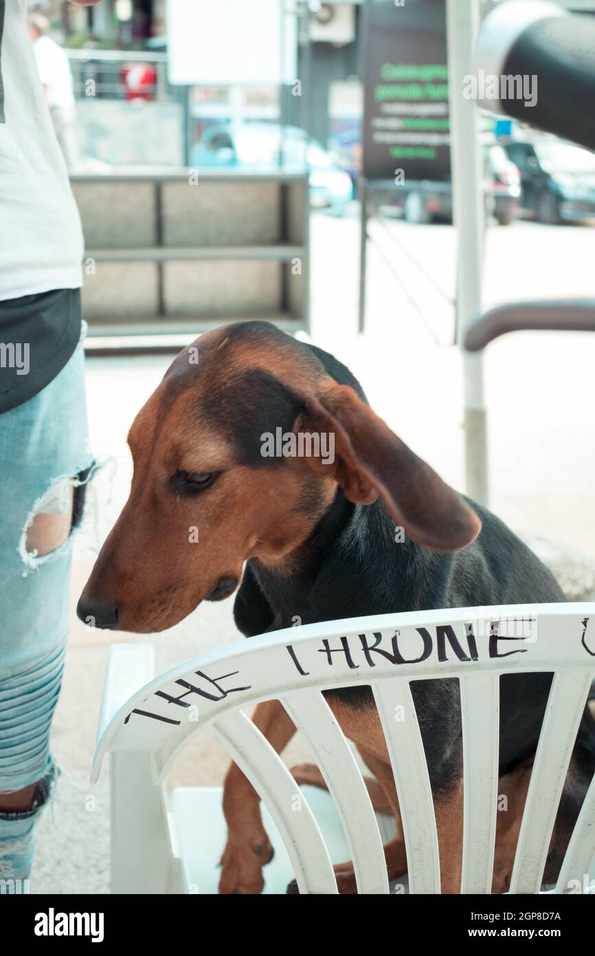 plastic dog chair