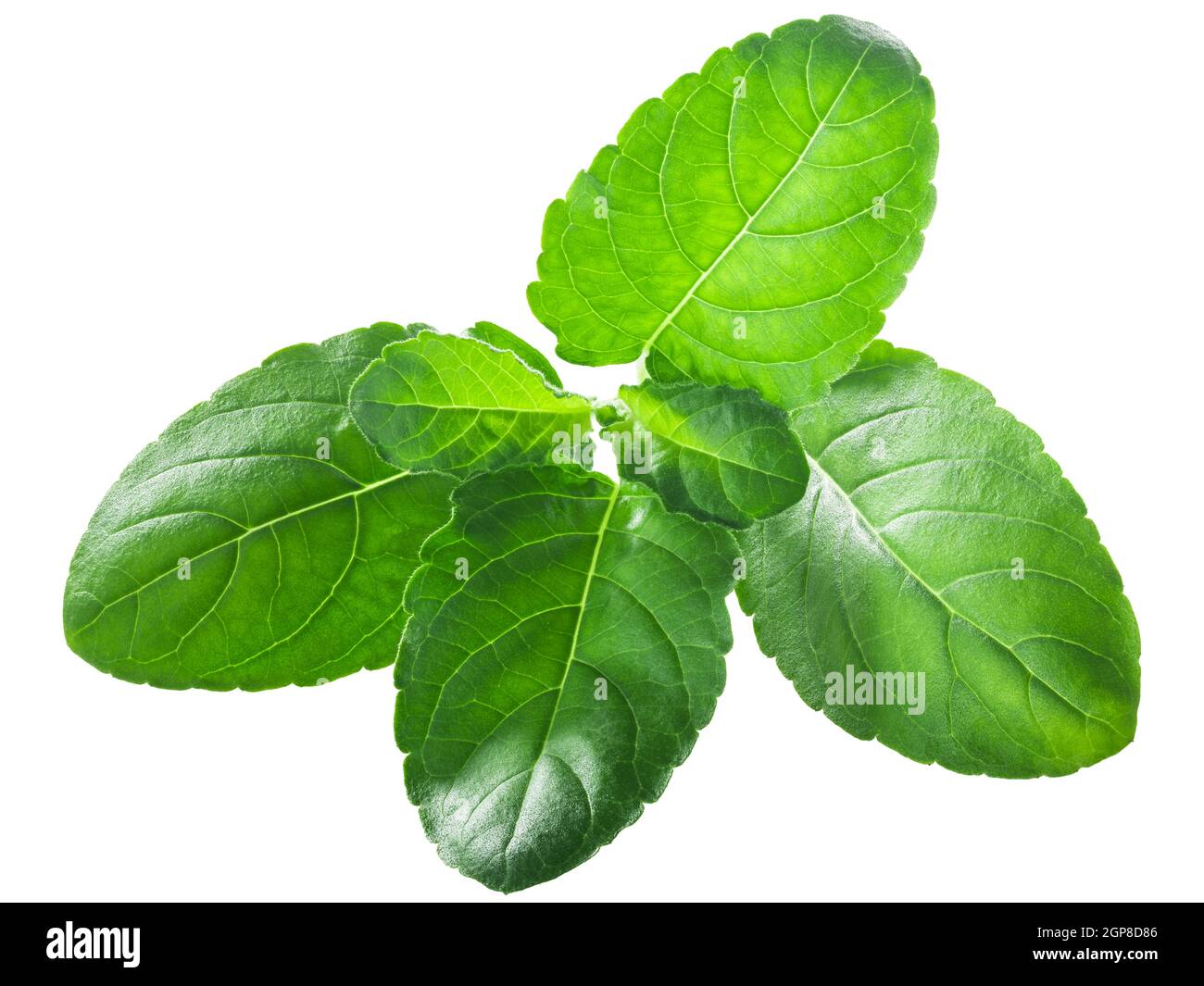 krishna tulsi leaves