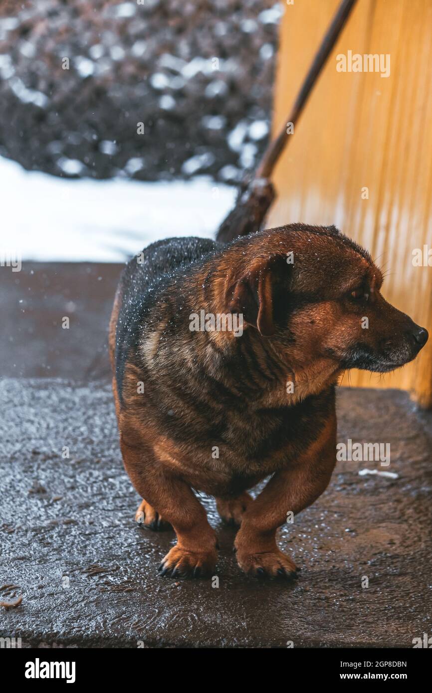 Cute dog looking serios with blurry background snow Stock Photo