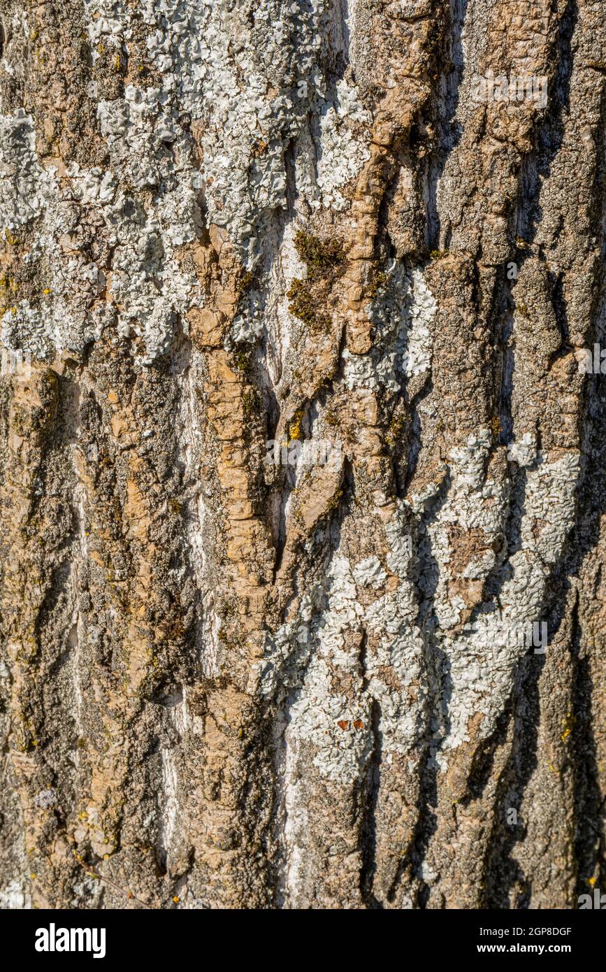 sunny illuminated full frame tree bark closeup Stock Photo