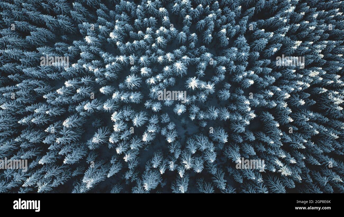 Aerial top down fir mountain forest at snow. Winter nobody nature landscape. Hoarfrost over pine trees. Tourism and travel concept. Undiscovered Carpathians mounts, Bukovel Resort, Ukraine, Europe Stock Photo
