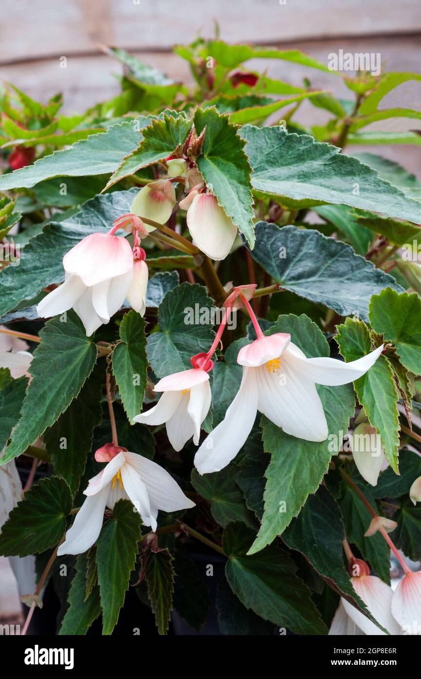 Begonia boliviensis Bonaparte white a trailing begonia ideal for hanging baskets and containers a tuberous summer flowering half hardy perennial Stock Photo