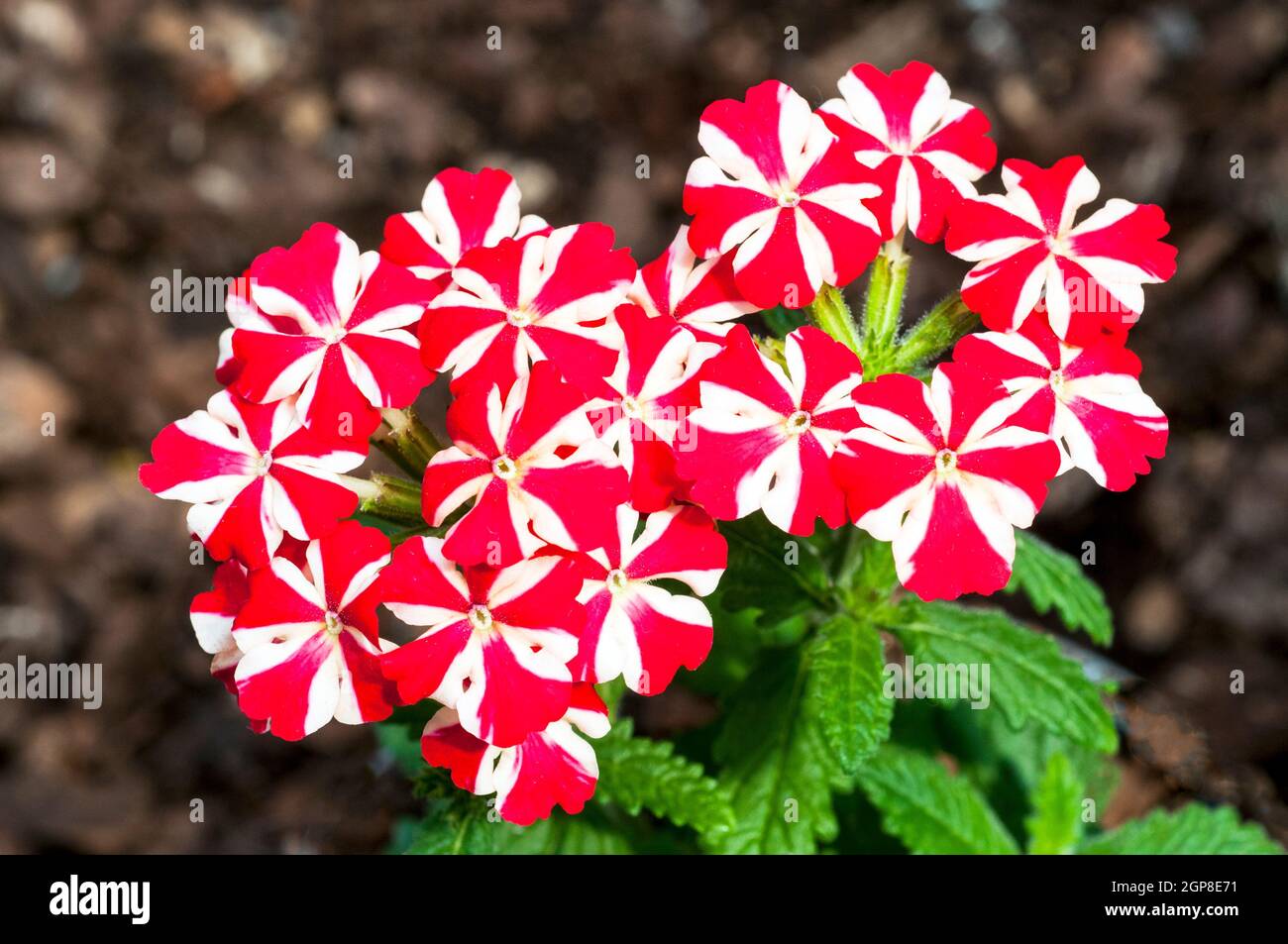 Verbena VooDoo Red Star a bicoloured red and white flower. A summer flowering half hardy spreading annual Stock Photo
