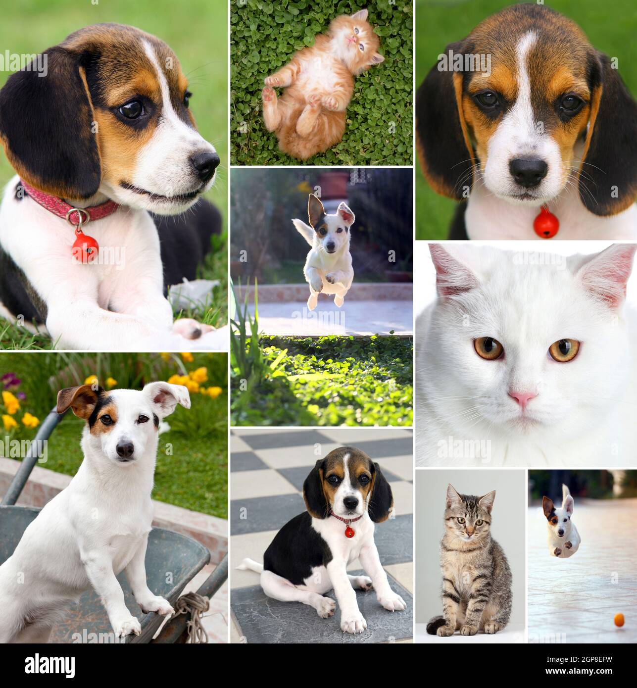 Collage of different cute pets, dogs and cats Stock Photo - Alamy