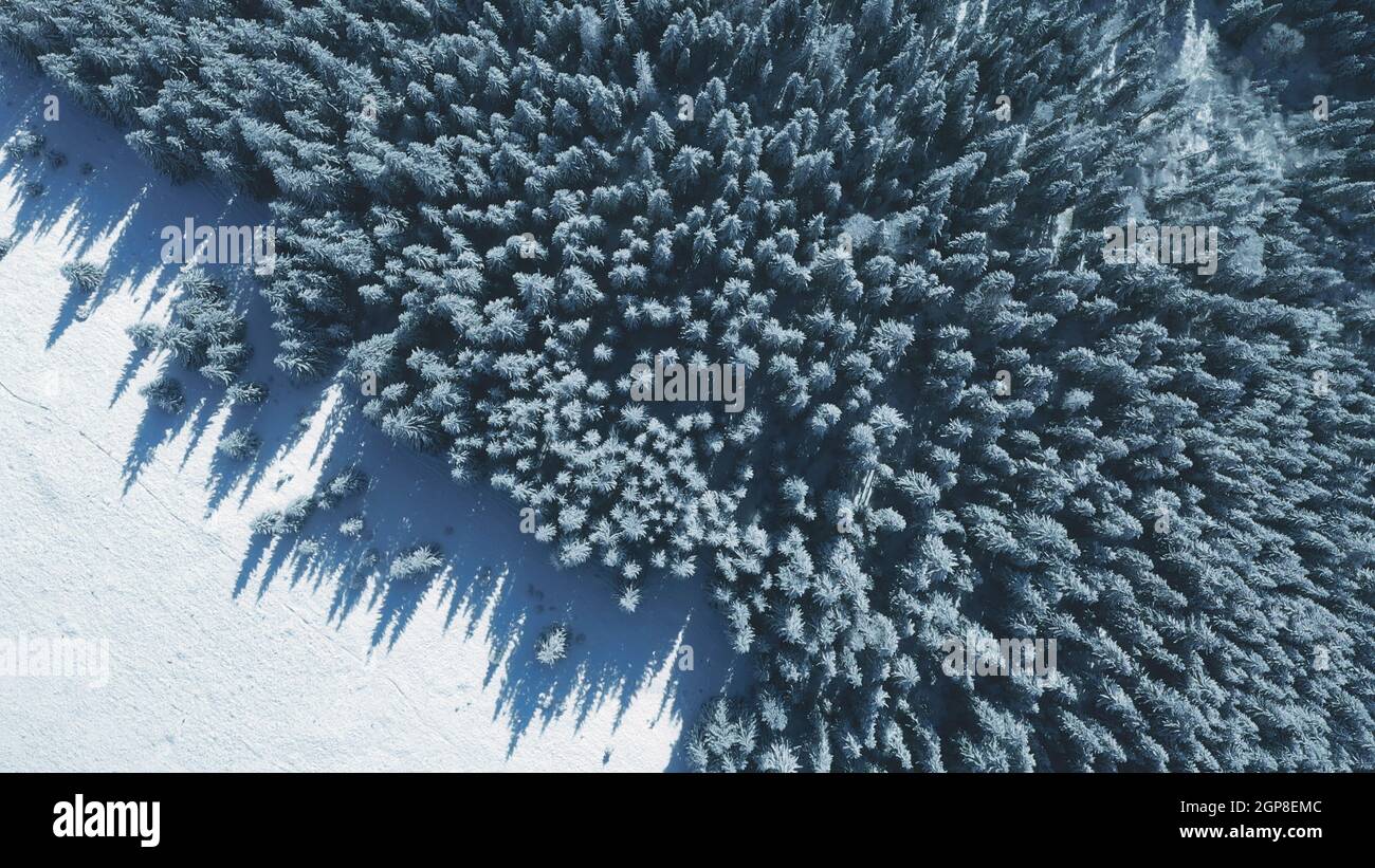 Top down snow fir forest at sun mountain aerial. Winter nobody nature landscape. Spruce and pine trees at mount hills. Snowy valley at frost day. Carpathian ranges, Bukovel Resort, Ukraine, Europe Stock Photo