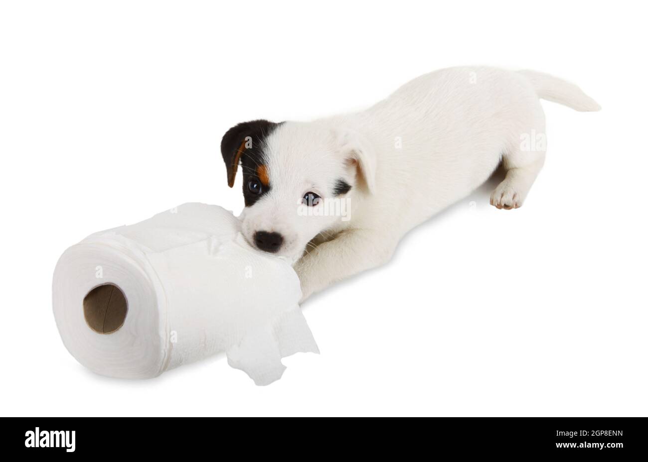 Jack Russell puppy caught playing in toilet paper Stock Photo