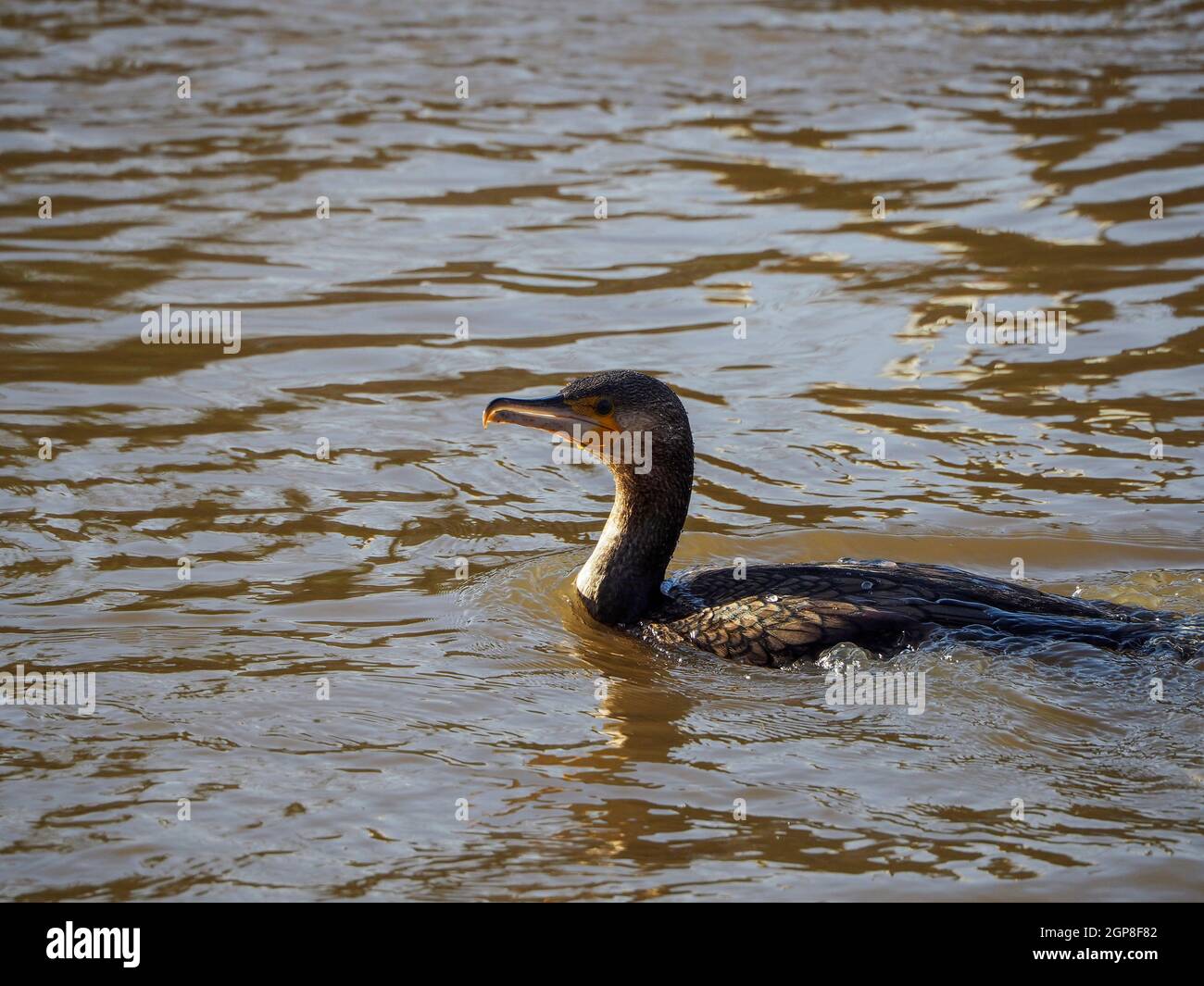 Cormorant floating in the water after appearing Stock Photo