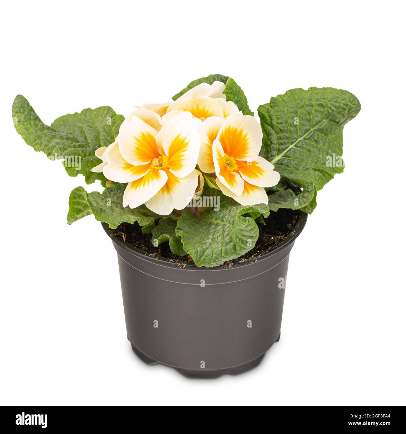 White primroses flower or primula vulgaris with orange centres in a flowerpot on white background Stock Photo