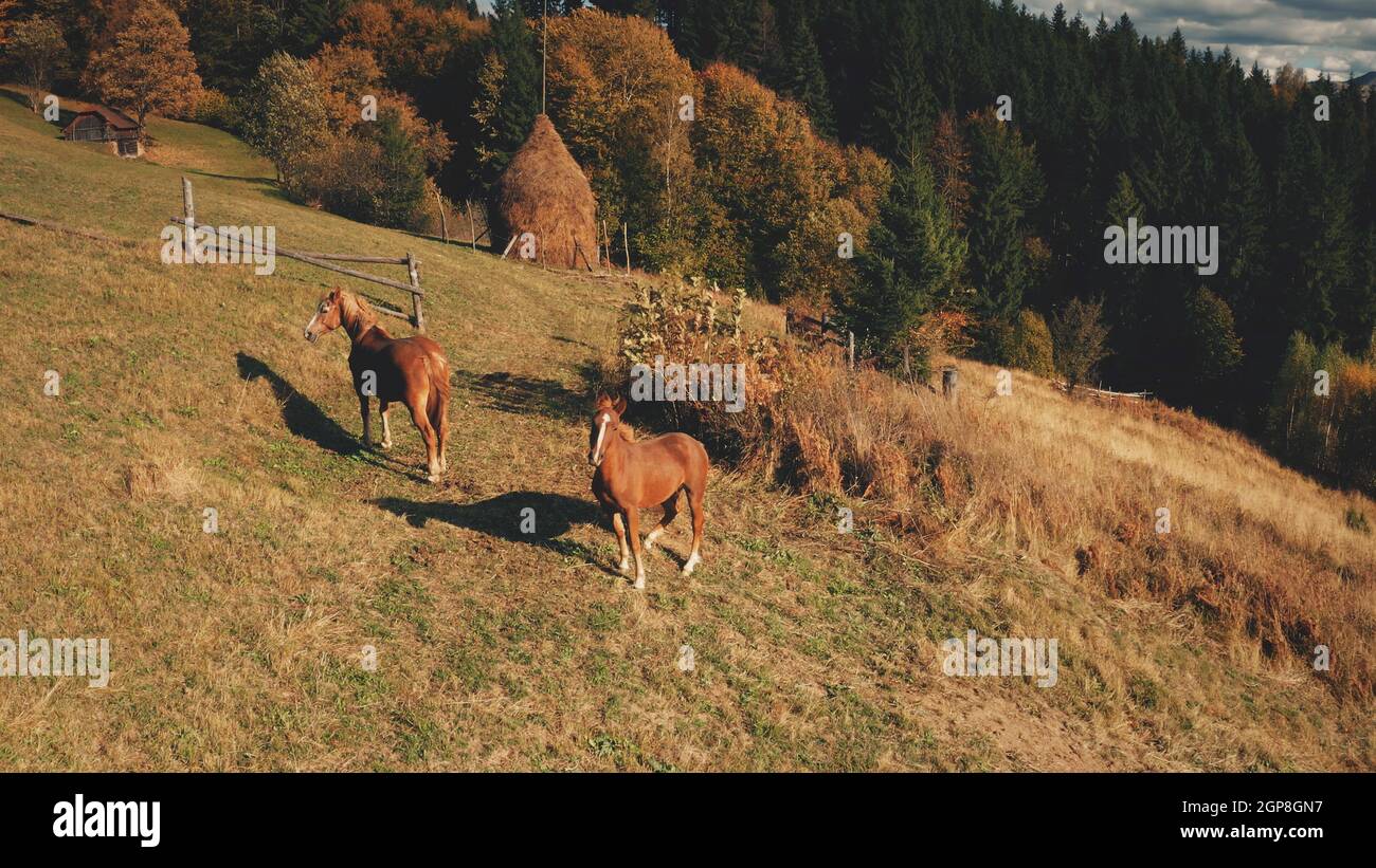 Horse look camera at mountain hill aerial. Farm animals. Autumn nature landscape. Rural grass pastures at pine forest. Leafy colorful trees. Countryside vacation at Carpathian mounts, Ukraine, Europe Stock Photo