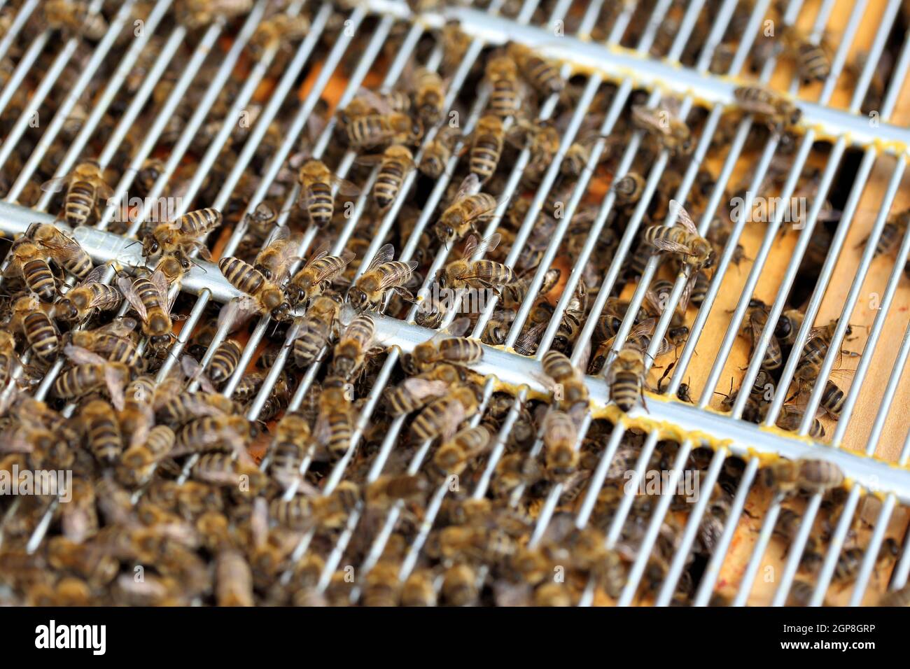 Close up view of the working bees on honey cells. Stock Photo