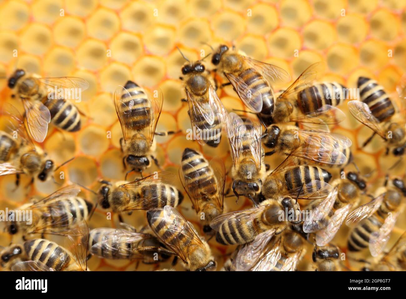 Macro of bees on honeycomb in apiary.Honey bees Stock Photo