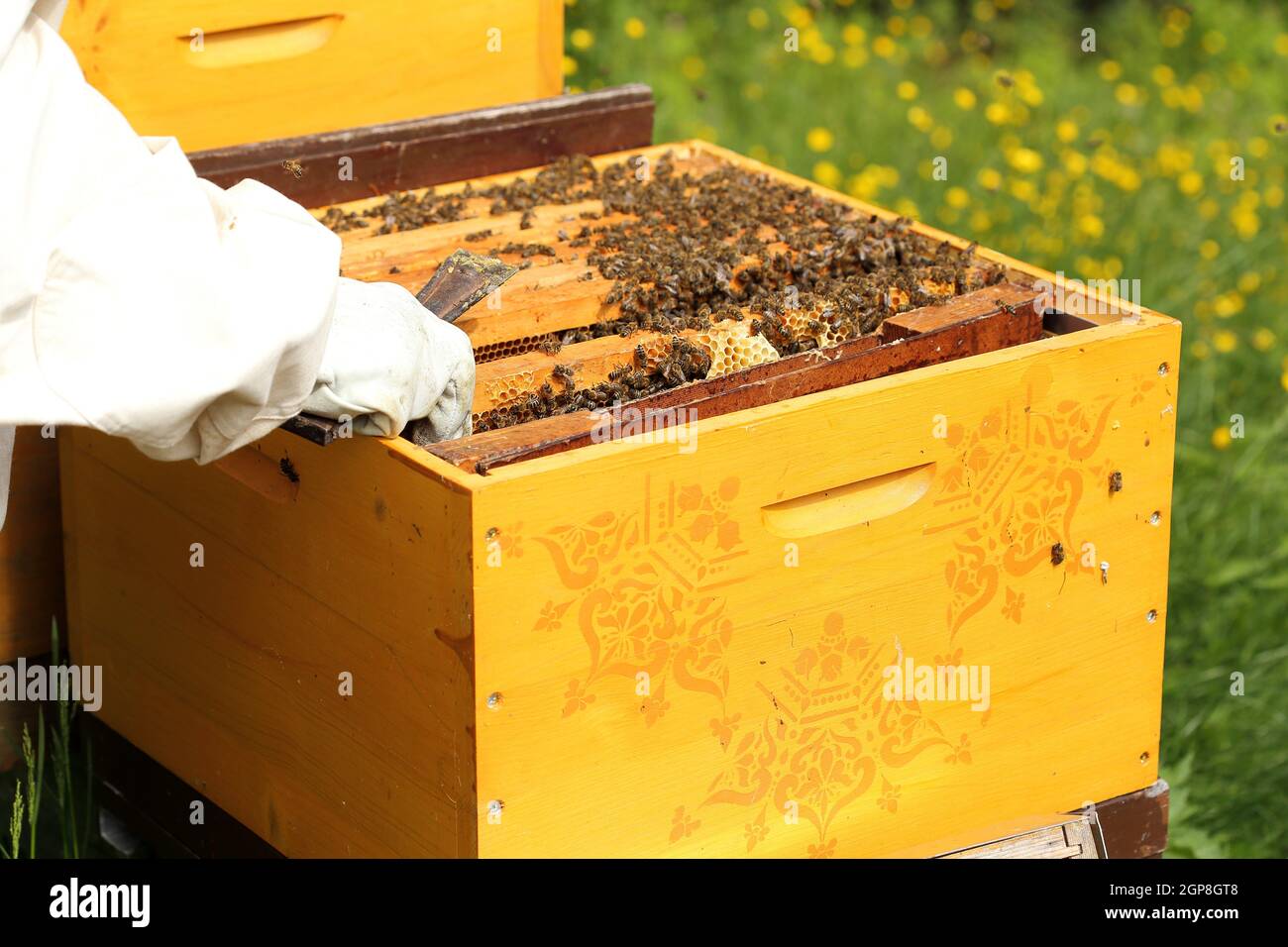 The image of a bee. Bees get honey. Bees work on apiaries. Stock Photo