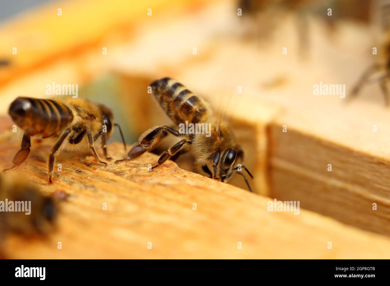 Close up view of two working bees on honey cells. Stock Photo