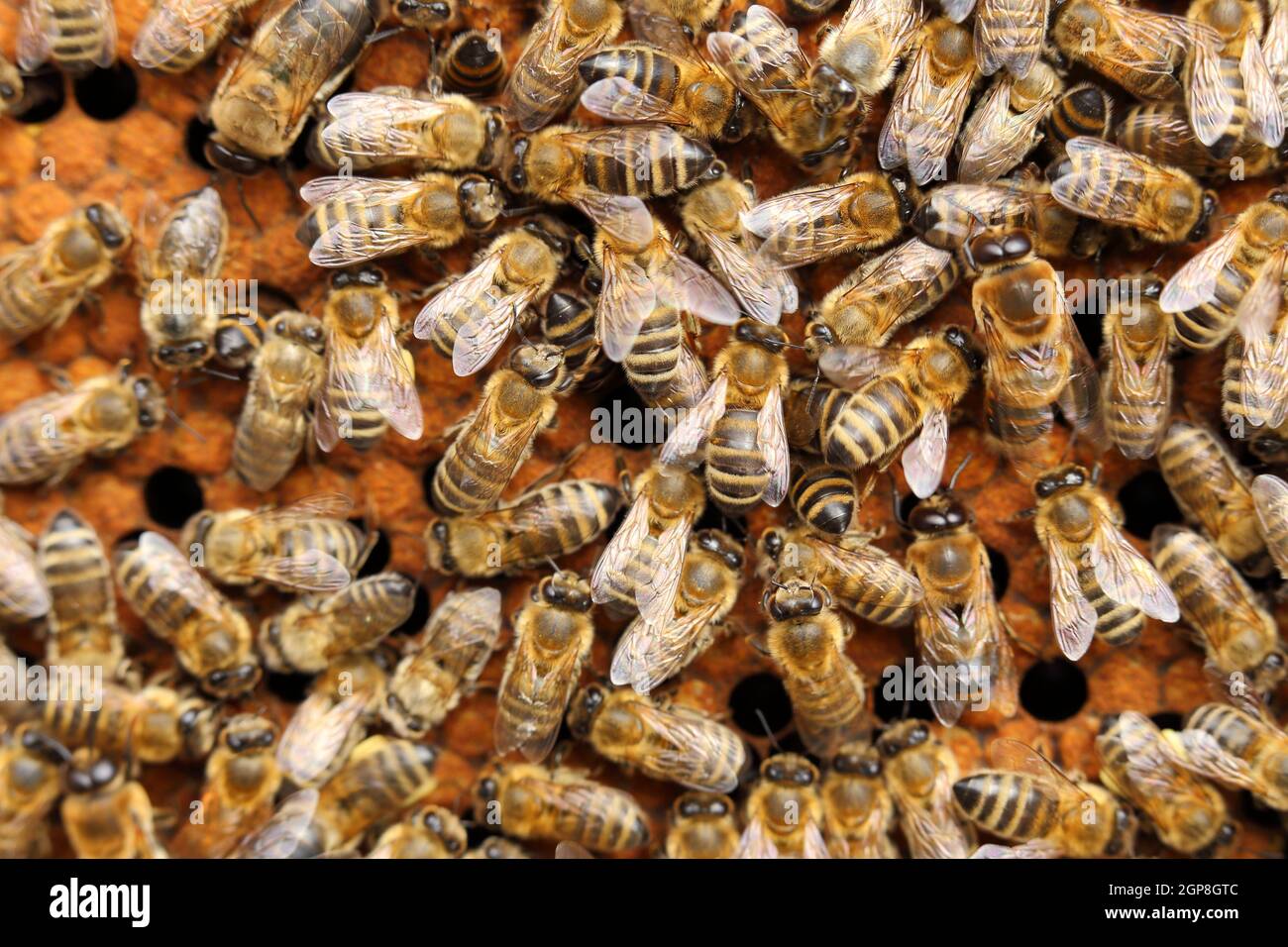 Many Honey bees in a yellow beehive on frame. Stock Photo