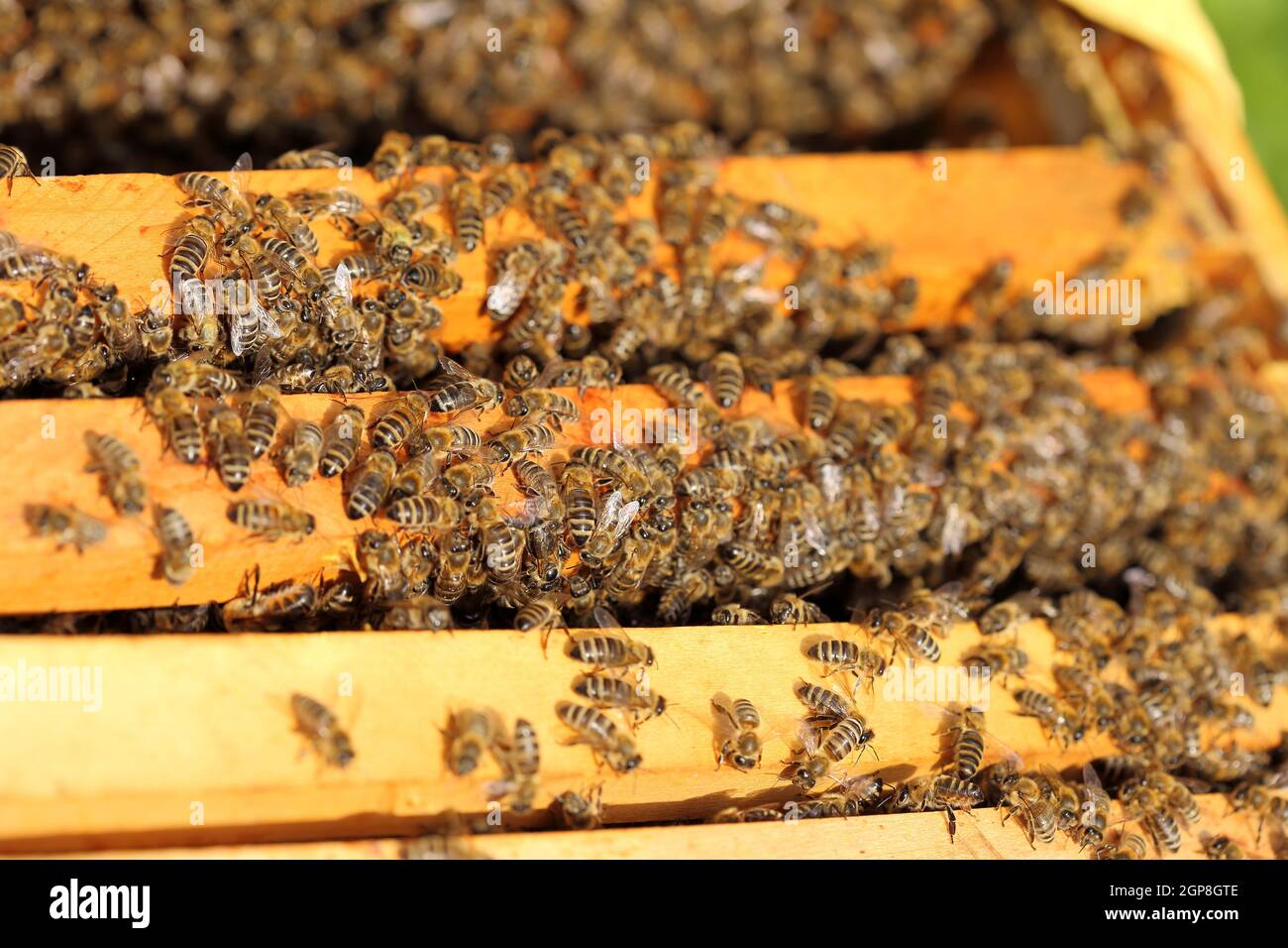 Close up view of the working bees on honey cells with frame Stock Photo