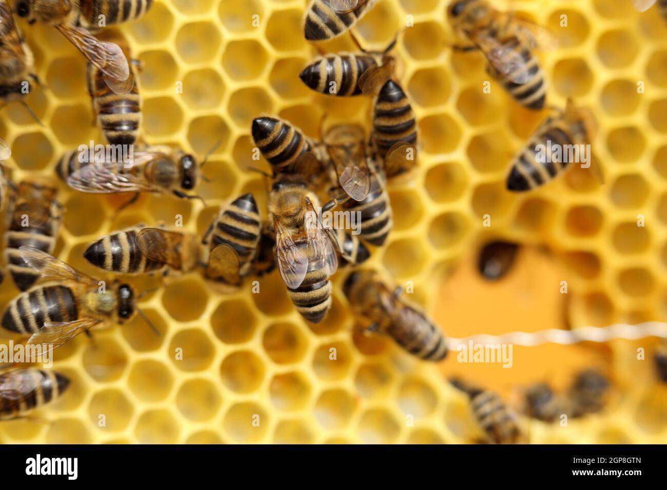Macro of bees on honeycomb in apiary.Bee hive. Stock Photo