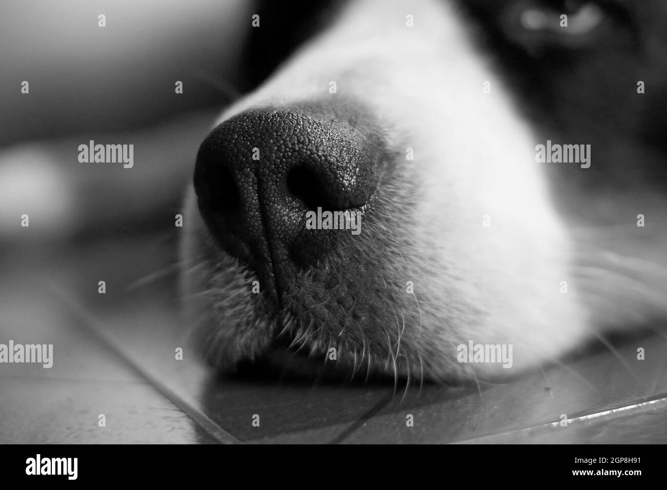 Closeup shot of a Bernese mountain dogs nose Stock Photo