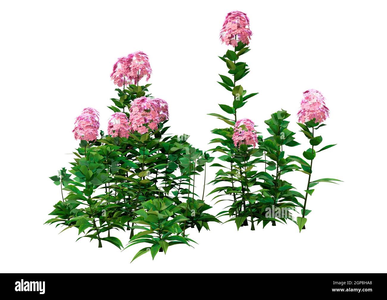 3D rendering of border Phlox or Phlox paniculata flowers isolated on white background Stock Photo