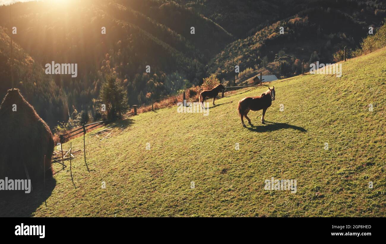 Aerial sun mountain pasture. Horses at sunny hill. Autumn nature landscape. Farm animals at mount forest. Rural farmlands at Carpathians, Ukraine, Europe. Cinematic countryside vacation at drone shot Stock Photo