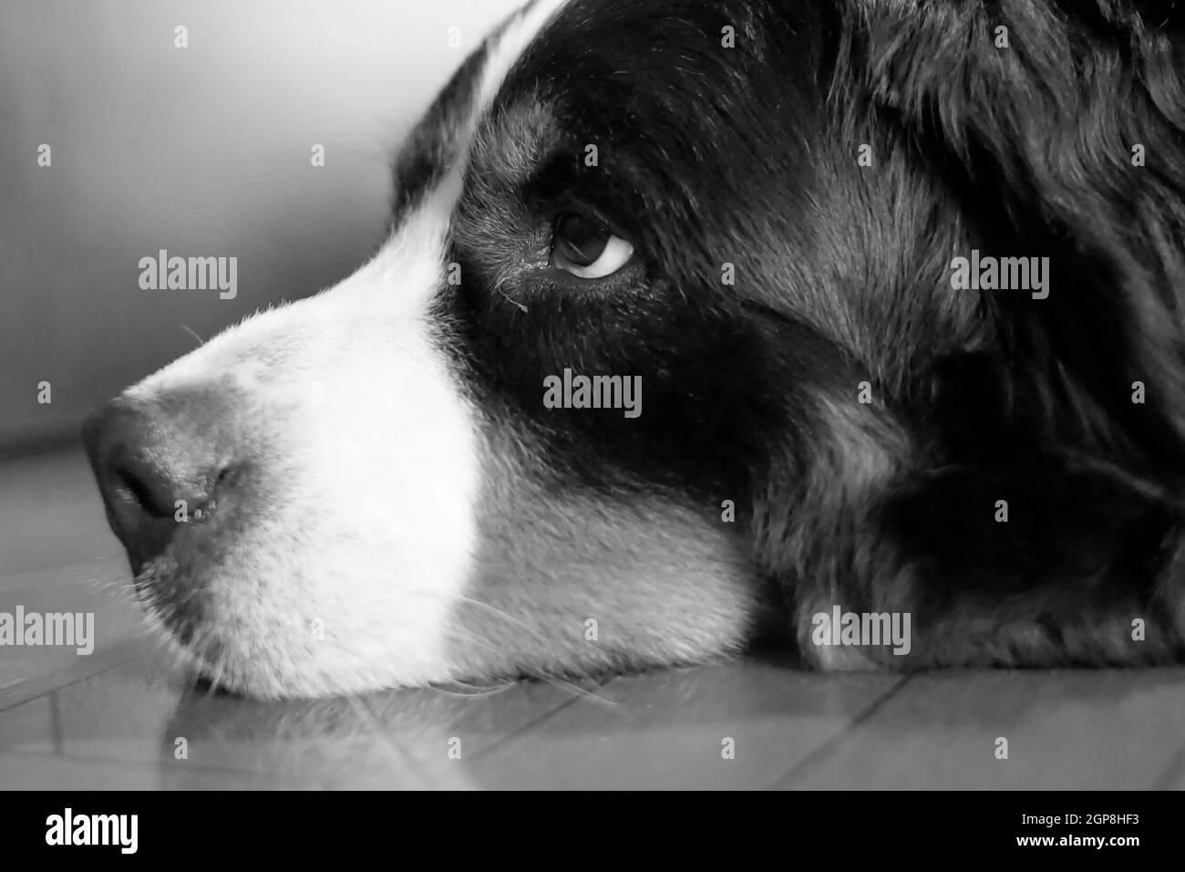 Closeup shot of a Bernese mountain dogs face Stock Photo