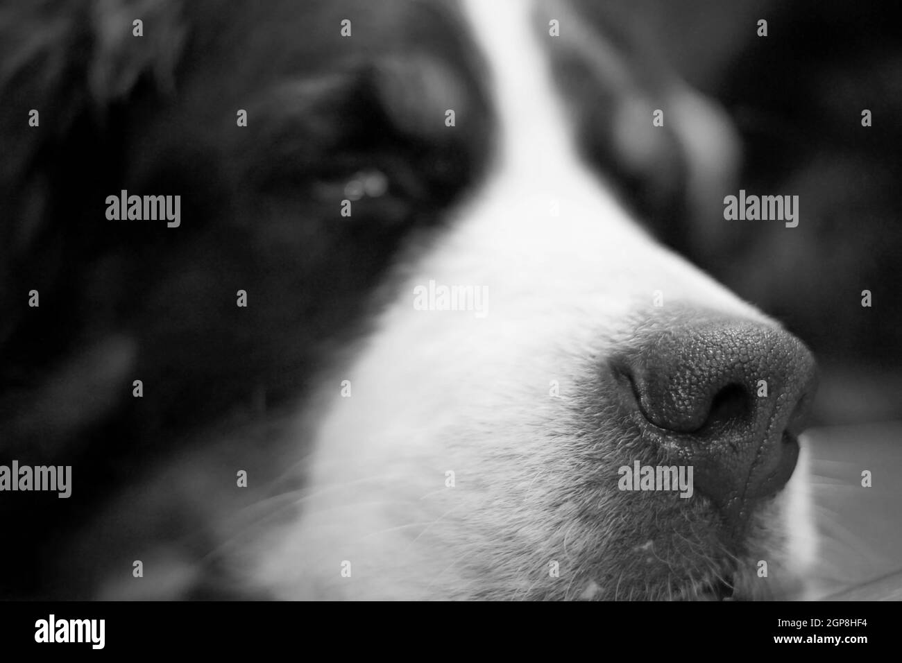 Closeup shot of a Bernese mountain dogs face Stock Photo