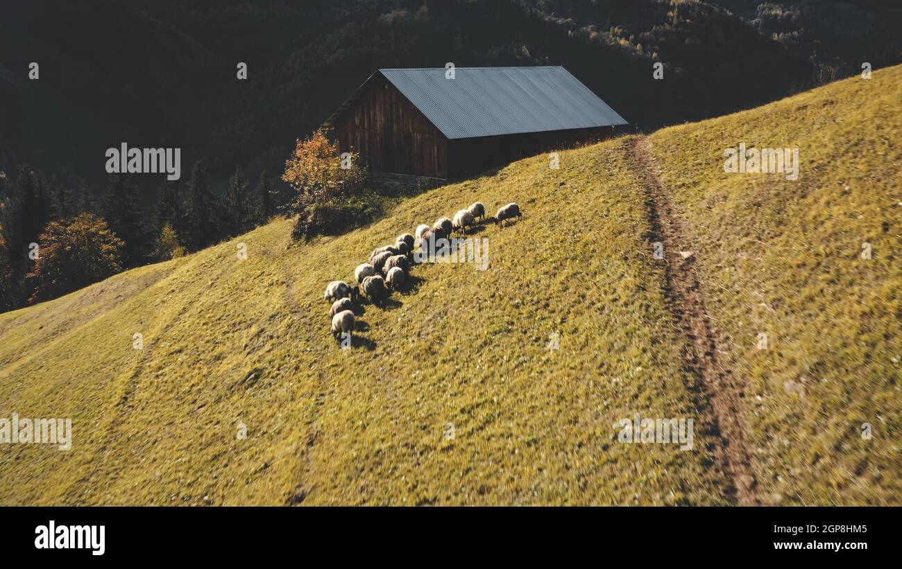 Rural village at mountain ridges aerial. Farm animals at countryside nature landscape. Haystacks at cottage. Fields and pastures. Grass valley with feeding sheeps. Carpathian mounts, Ukraine, Europe Stock Photo