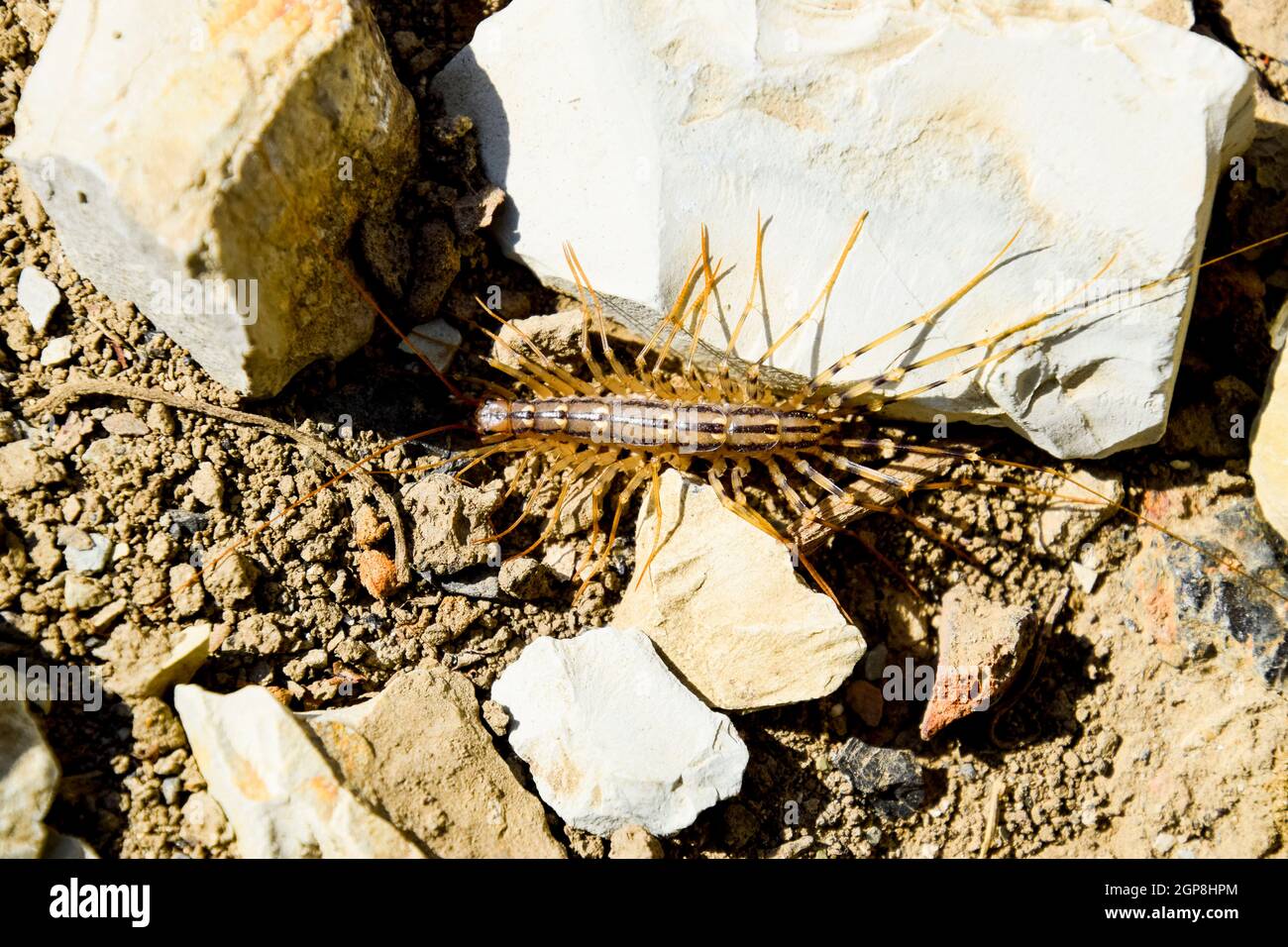 Scutigera Coleoptera runs on the ground with stones. The Flycatcher ...