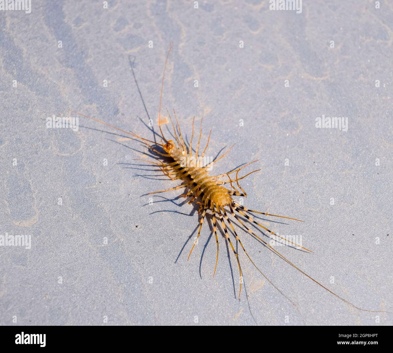 Scutigera coleoptrata. The Flycatcher. Centipede flycatcher insect ...